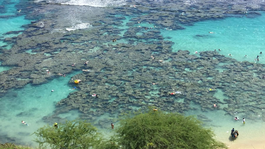 ハナウマ湾の珊瑚礁