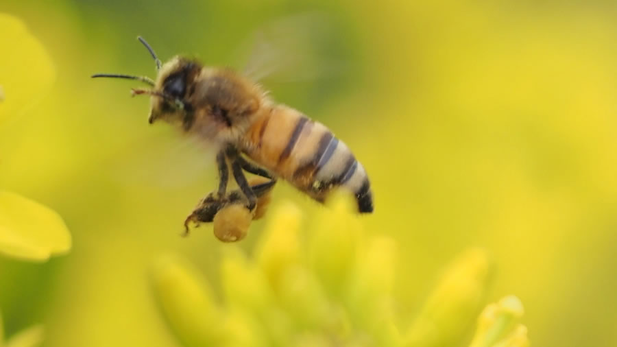 蜜を運ぶミツバチ