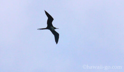 キラウエア灯台を飛ぶ鳥