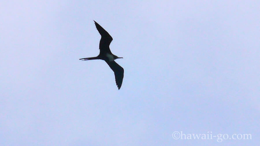 キラウエア灯台を飛ぶ鳥